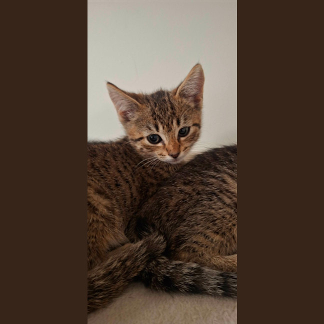 Photo of Paprika
