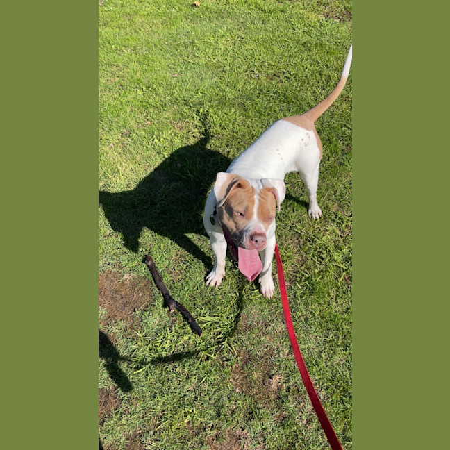 Photo of Bellie