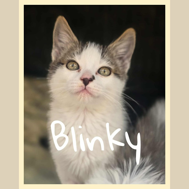 Photo of Blinky