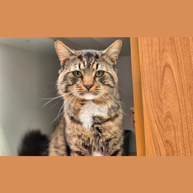 Photo of Bronson 