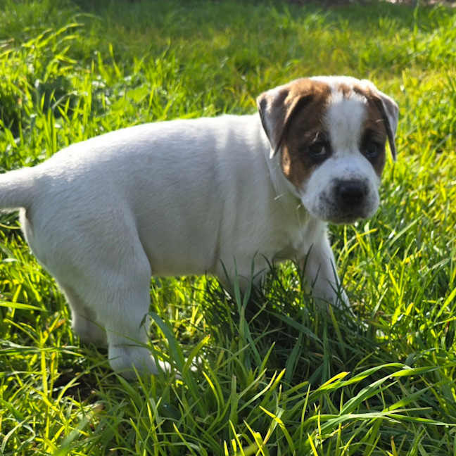 Photo of Beanie Baby