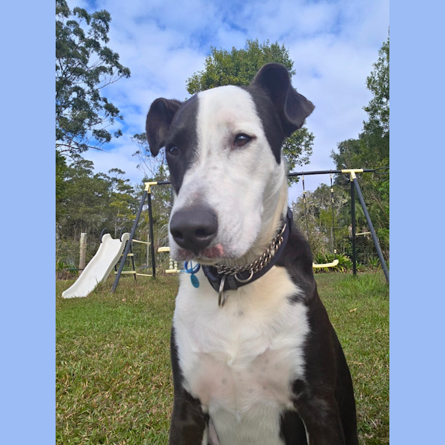 Photo of Diesel