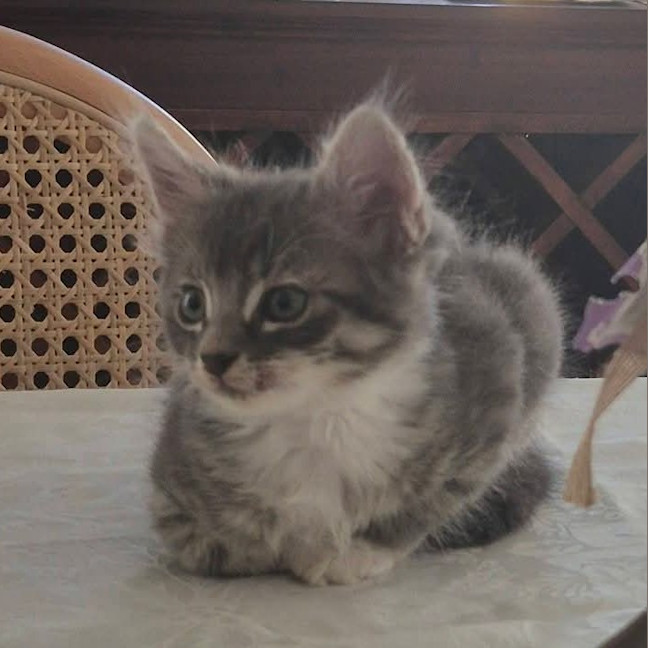 Photo of Chai