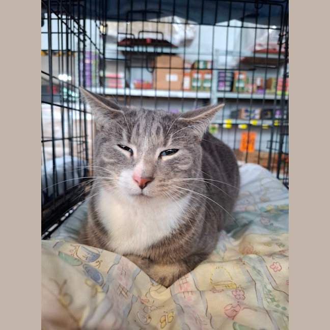 Photo of Ollie Bear