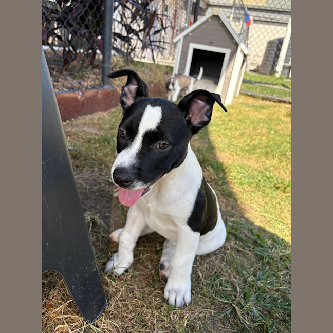 Photo of Comet