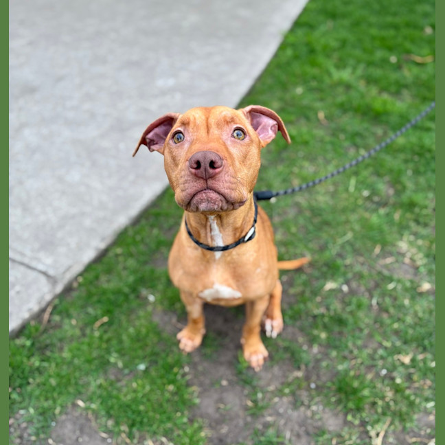Photo of Dobby