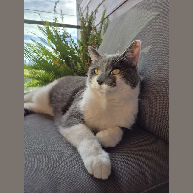 Photo of Smokey
