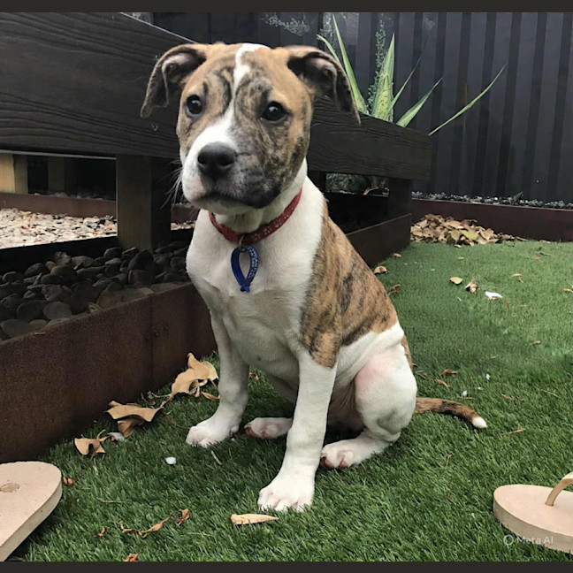 Photo of Stitch   3 Month Old Ridgeback X