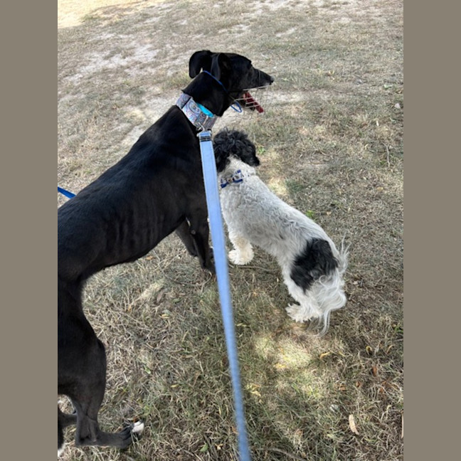 Photo of Jennifer, The Greyhound