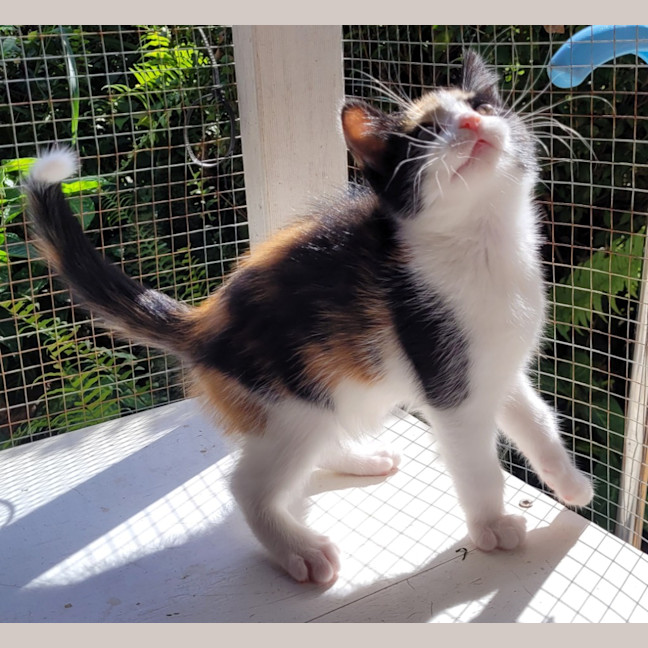 Photo of Snapper (K53)