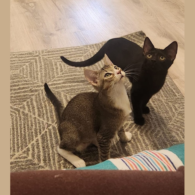 Photo of Blossom   In Foster Care In Glenroy