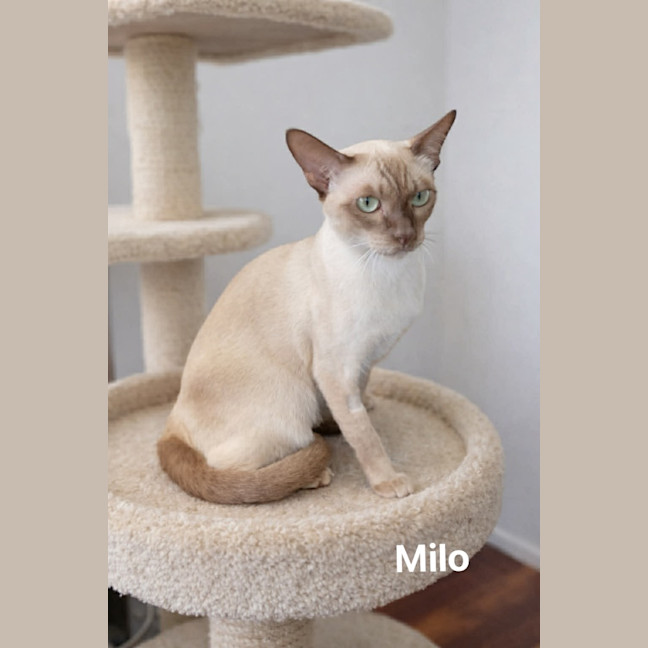 Photo of Milo
