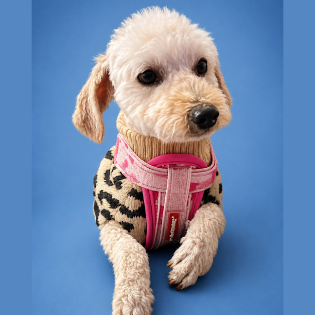 Photo of Penelope 