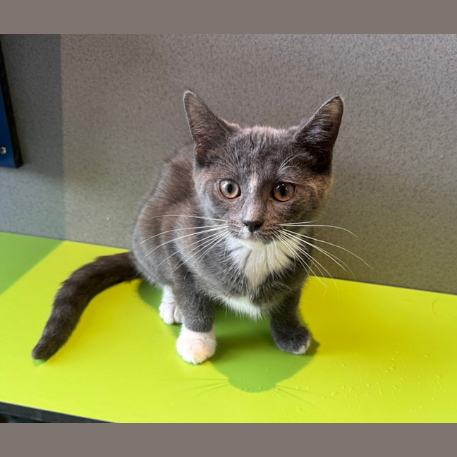 Photo of Pomegranate