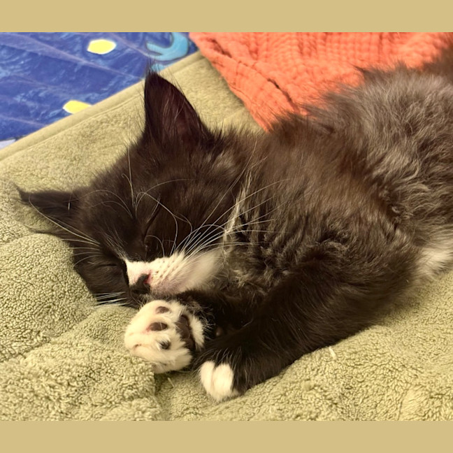 Photo of Fluoxetine Aka Flux