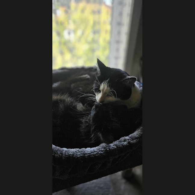 Photo of Onyx *9 Lives Project Rescue*