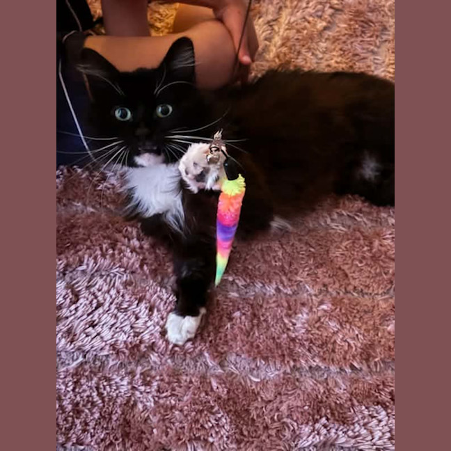 Photo of Mario *9 Lives Project Rescue*