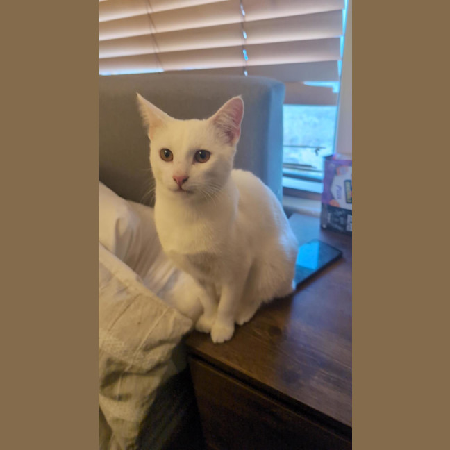 Photo of Soymilk