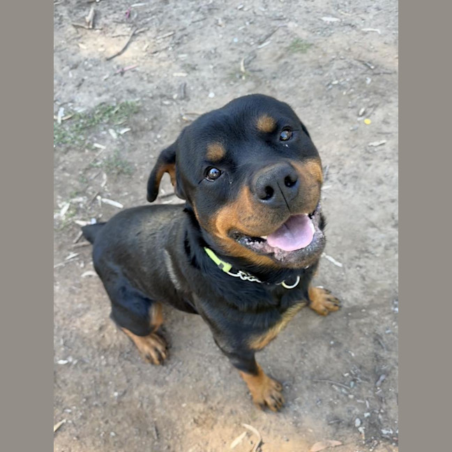 Photo of Rex