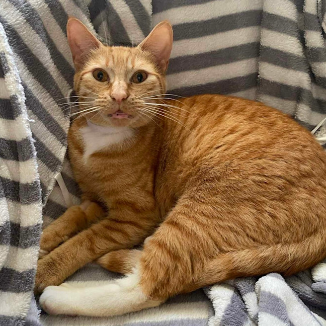 Photo of Cleo 🍁👑