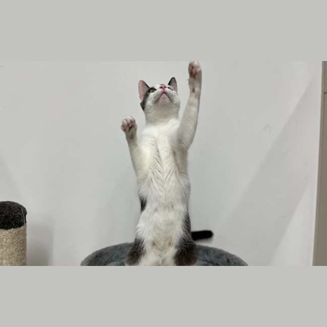 Photo of Joy