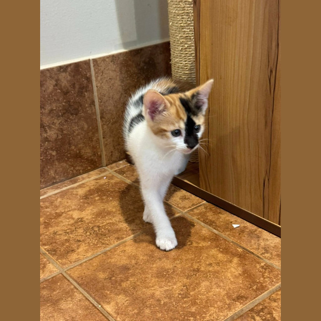 Photo of Stella Bella