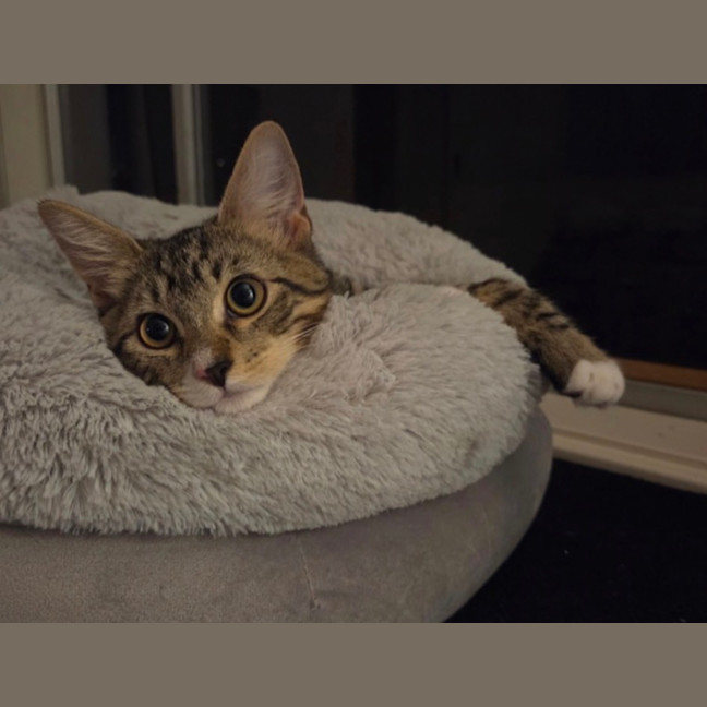 Photo of Harvey & Leo   5 Month Old Domestic Short Hair