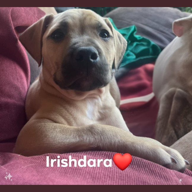 Photo of ☘️ Clover Dara's Litter ☘️