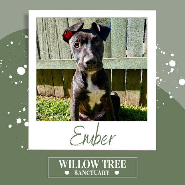 Photo of Ember