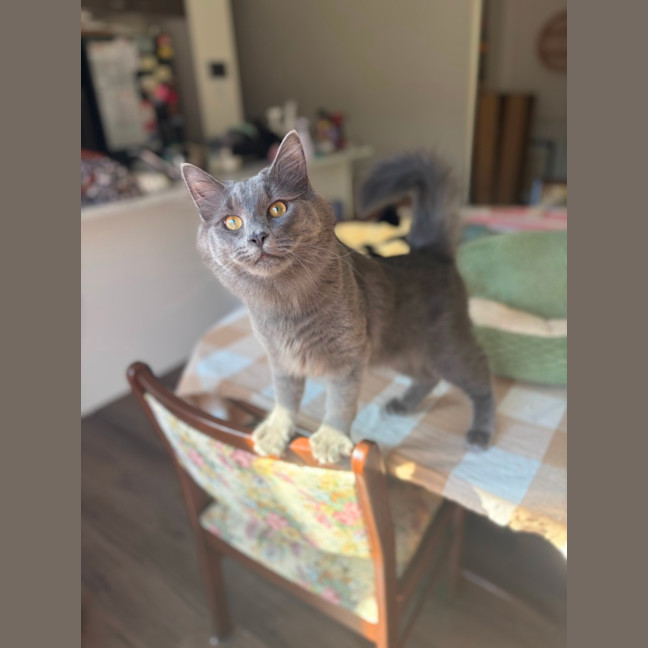 Photo of Basil