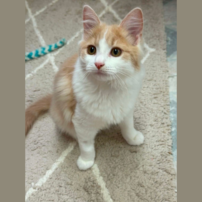 Photo of Maple