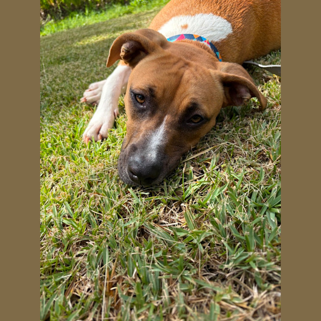 Photo of Coral Imp 1713