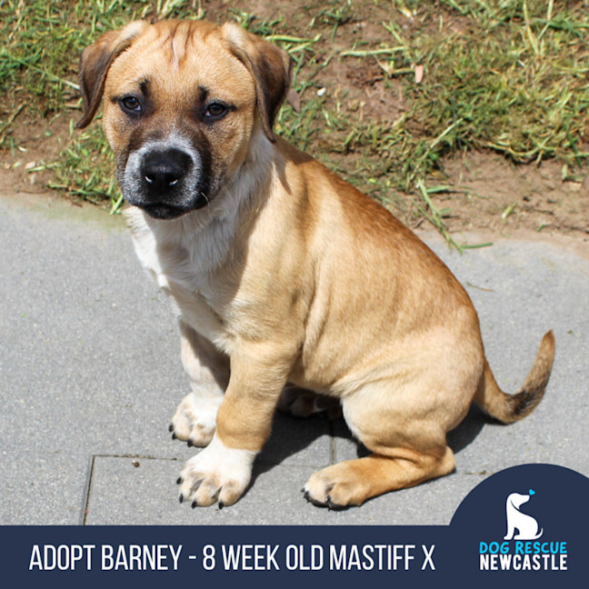 Photo of Barney   8 Week Old Mastiff X (Trial)