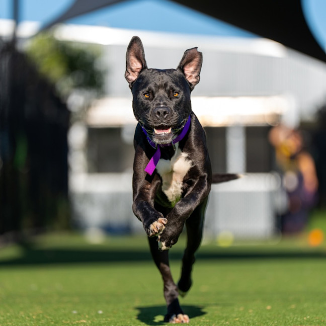 Photo of Caspian Imp 2883