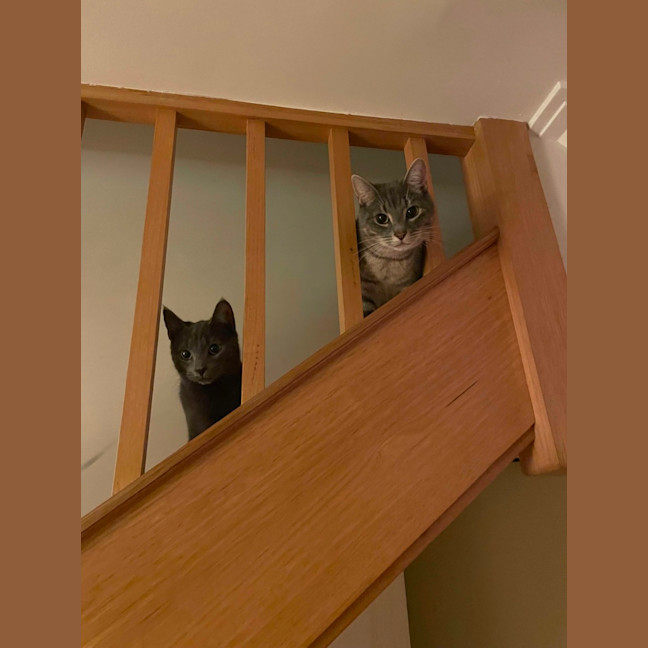 Photo of 🩶 Nico 🩶