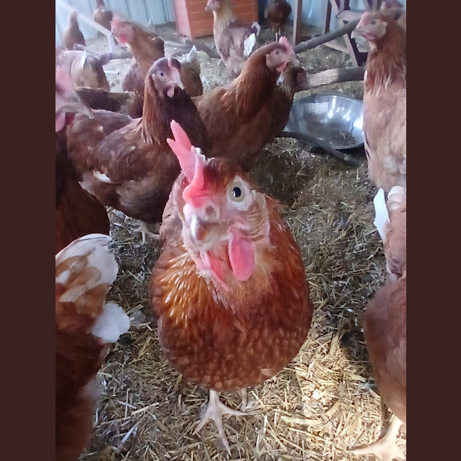 Photo of Cluckers