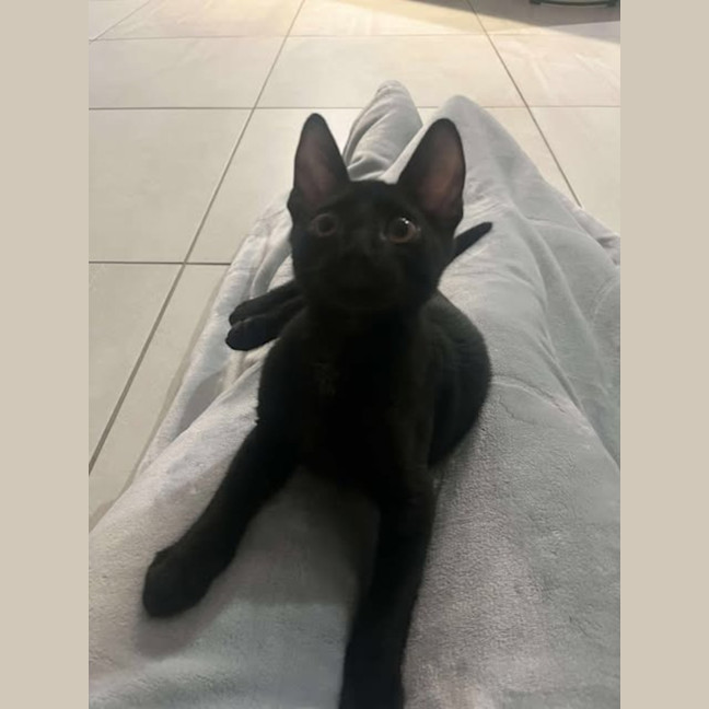 Photo of Toothless