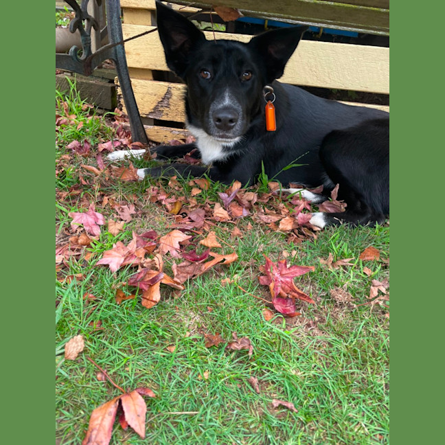 Photo of Cosmo