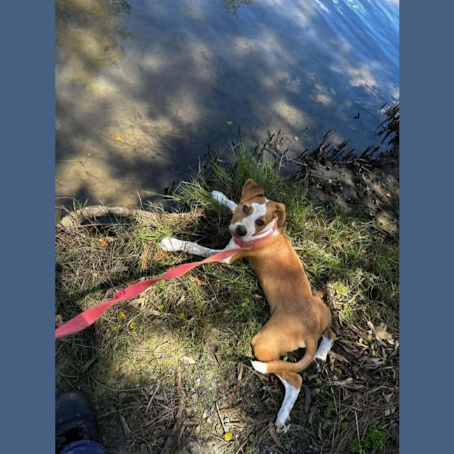 Photo of Nugget   5 Month Old Staffy X