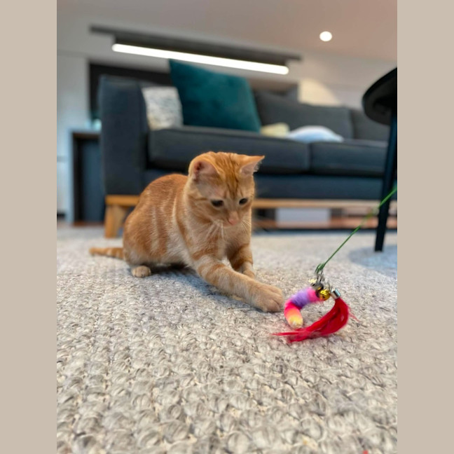 Photo of Mango   In Foster Care In Macleod