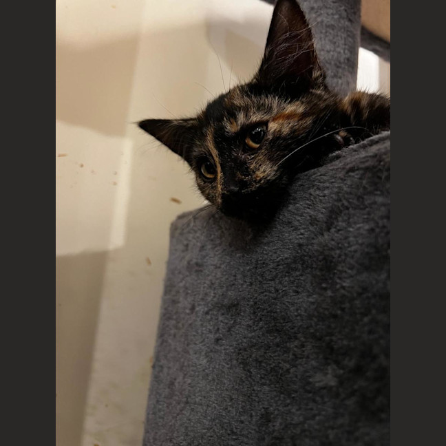 Photo of Hazel