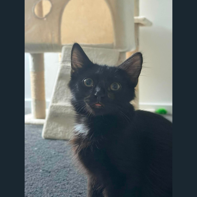 Photo of Tippa & Sooty   4 Month Old Domestic Short Hair