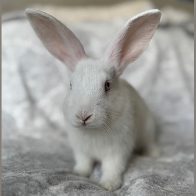 Photo of Squash (Bonded To Leek)