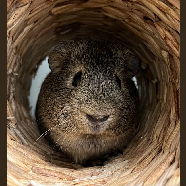 Photo of Skittles