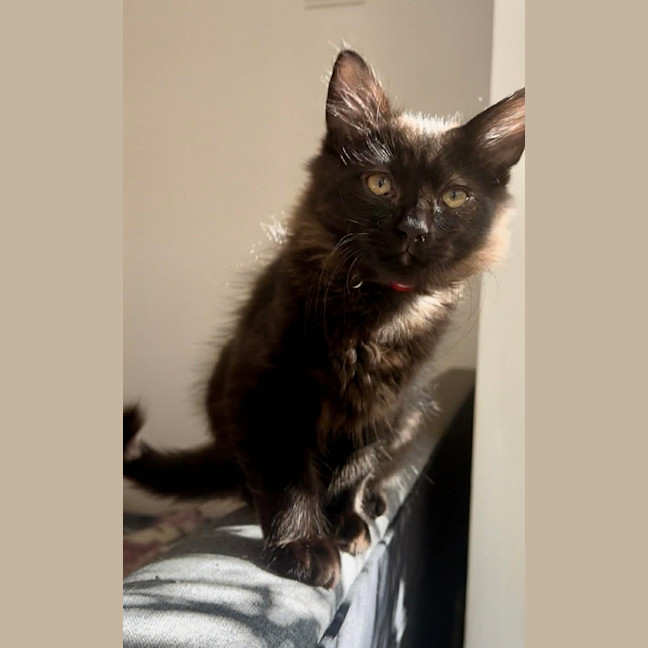 Photo of Huckleberry