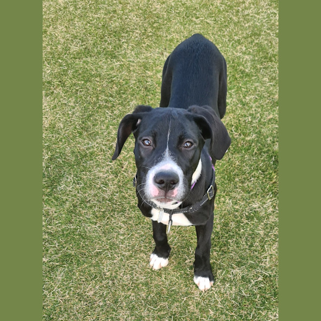 Photo of Zelda 