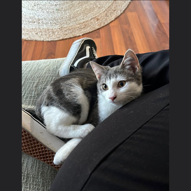 Photo of Maverick