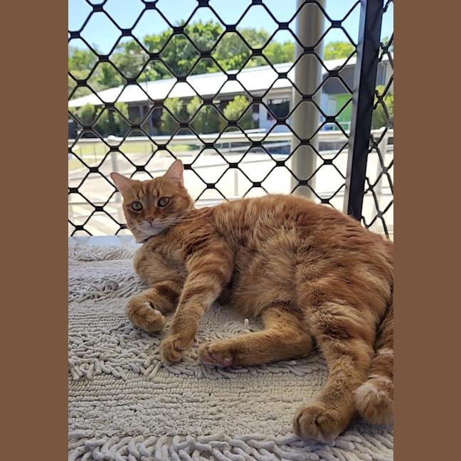 Photo of Honey