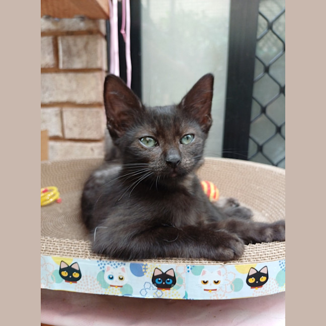 Photo of Peanut