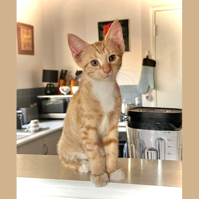 Photo of Tommy